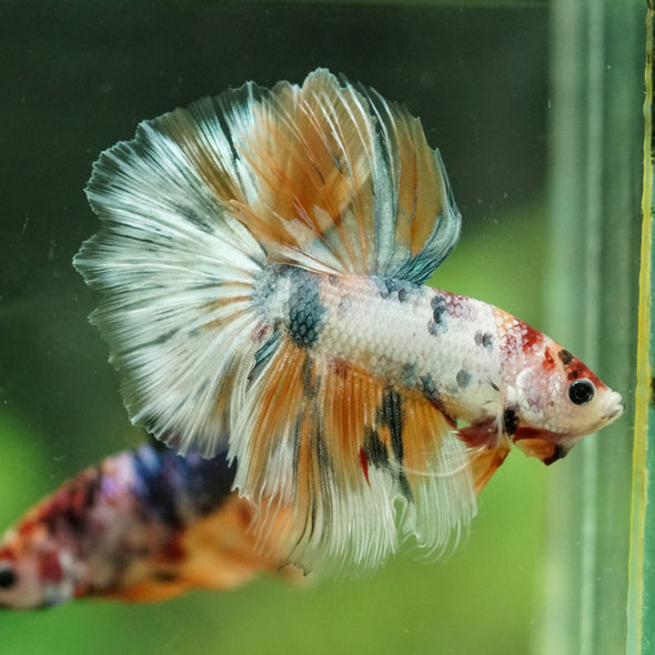 Galaxy/Candy Koi Halfmoon - 14 weeks old