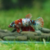 Multicolor/ Galaxy Koi Plakat- Female- 13 Weeks Old