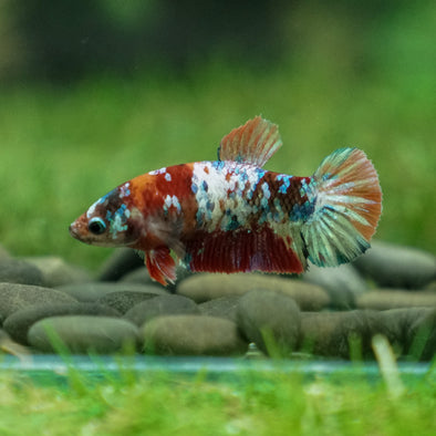 Multicolor/ Galaxy Koi Plakat- Female- 13 Weeks Old