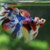 Galaxy/Candy Koi Halfmoon - 14 weeks old