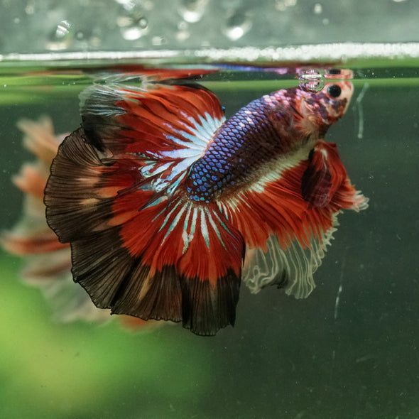 Galaxy/Candy Koi Halfmoon - 14 weeks old
