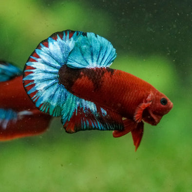 Red Fancy (Hell Boy) Plakat -13 weeks Old