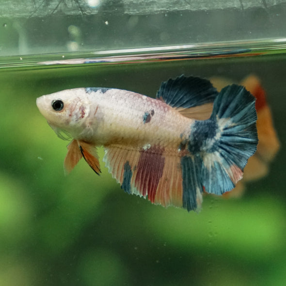 Multicolor/ Galaxy Koi Halfmoon | Female| 15 Weeks Old | Breeder Grade