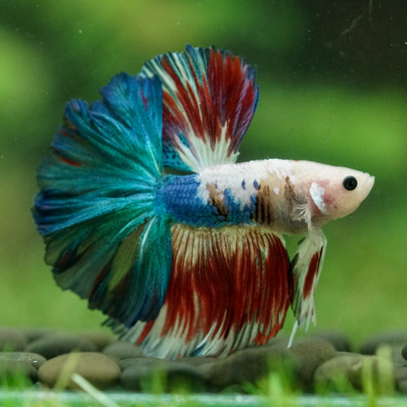 Galaxy/Candy Koi Halfmoon - 14 weeks old