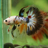 Galaxy/Candy Koi Halfmoon - 14 weeks old