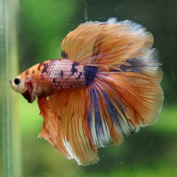 Galaxy/Candy Koi Halfmoon - 14 weeks old
