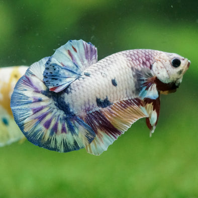 Multicolor/Galaxy Koi Plakat -14 weeks Old