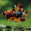 Multicolor/Galaxy Koi Plakat -16 weeks Old
