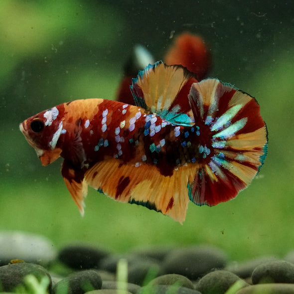 Multicolor/Galaxy Koi Plakat -16 weeks Old