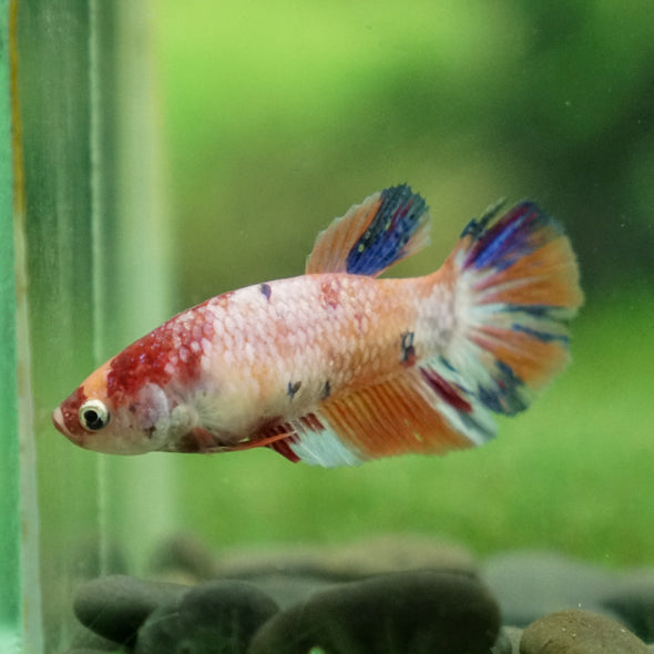 Multicolor/ Galaxy Koi Halfmoon | Female| 15 Weeks Old | Breeder Grade