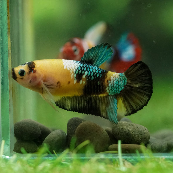 Multicolor/ Galaxy Koi Plakat- Female- 13 Weeks Old