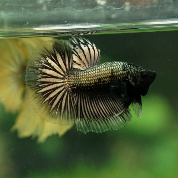 Dragon Scale Halfmoon - 10 weeks old