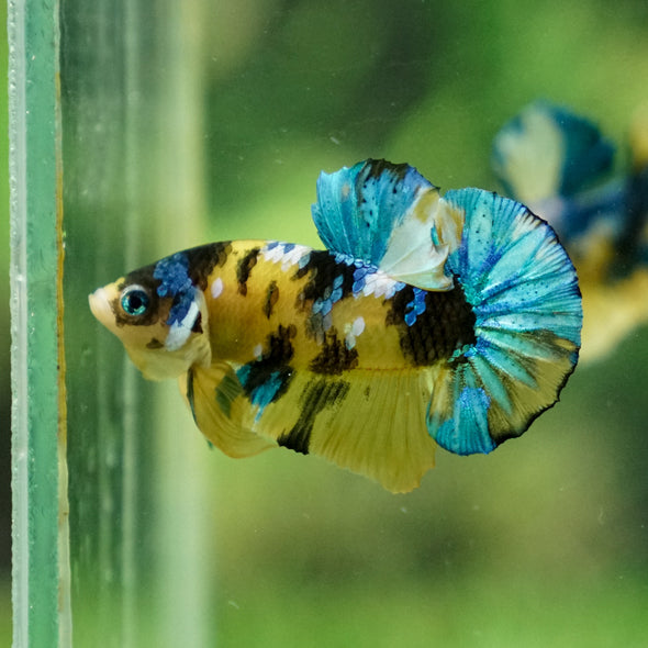 Multicolor/Galaxy Koi Plakat -13 weeks Old