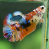 Multicolor/ Galaxy Koi Plakat- Female- 13 Weeks Old