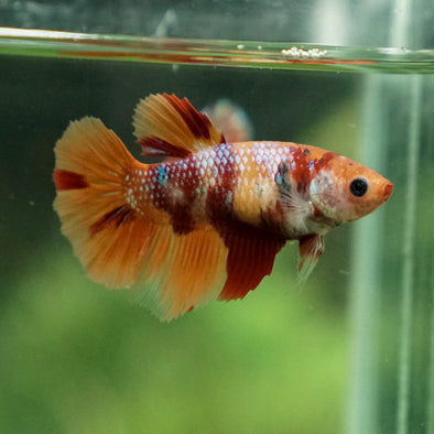 Multicolor/ Galaxy Koi Halfmoon- Female- 13 Weeks Old