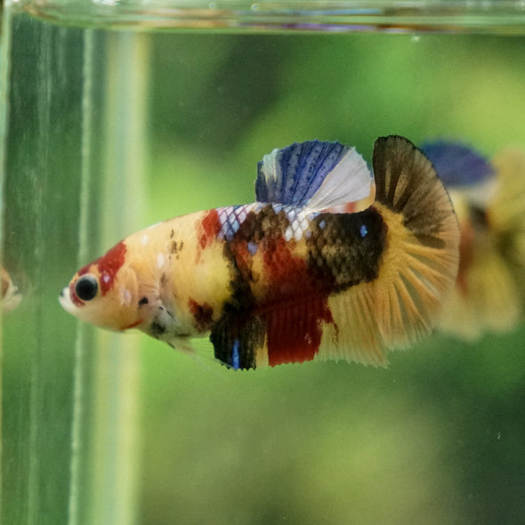 Multicolor/ Galaxy Koi Plakat - Female- 13 Weeks Old