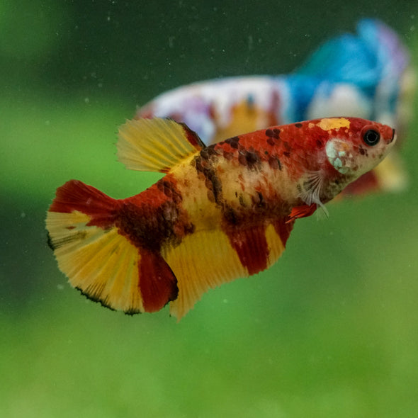 Multicolor/ Galaxy Koi Plakat- Female- 13 Weeks Old