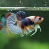 Multicolor/Galaxy Koi Plakat -10 weeks Old