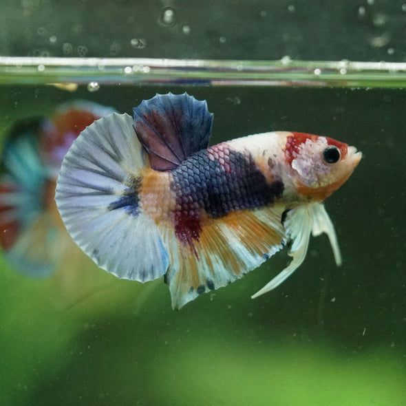 Multicolor/Galaxy Koi Plakat -10 weeks Old