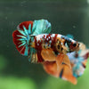 Multicolor/Galaxy Koi Plakat -16 weeks Old