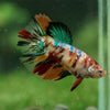 Multicolor/ Galaxy Koi Halfmoon- Female- 13 Weeks Old