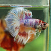 Galaxy/Candy Koi Halfmoon - 14 weeks old
