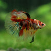 Galaxy Koi Halfmoon - 13 weeks old