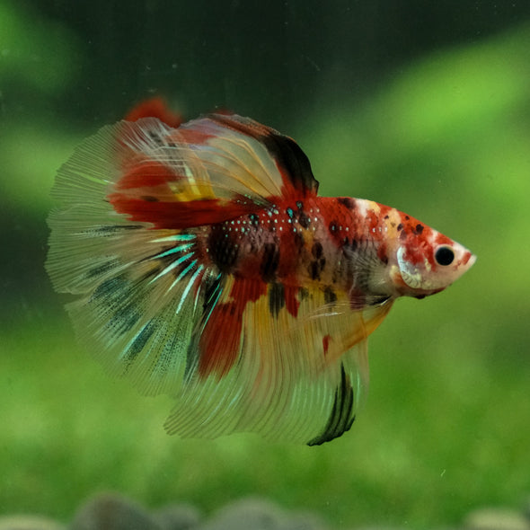 Galaxy Koi Halfmoon - 13 weeks old