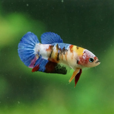 Multicolor/ Galaxy Koi Plakat- Female- 13 Weeks Old