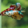 Multicolor/ Galaxy Koi Halfmoon- Female- 13 Weeks Old