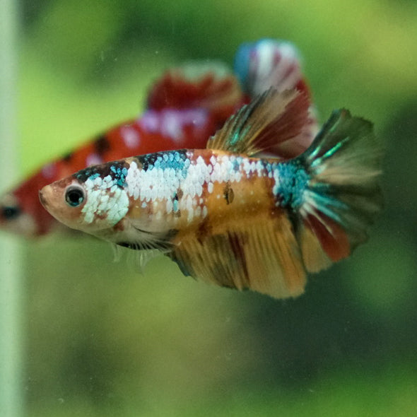 Multicolor/ Galaxy Koi Halfmoon- Female- 13 Weeks Old