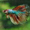 Galaxy/Candy Koi Halfmoon - 14 weeks old