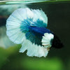 Dumbo Halfmoon - 12 weeks old