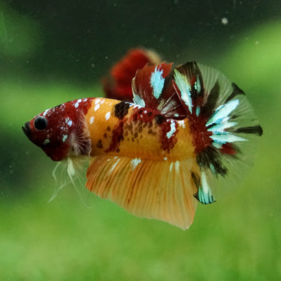 Multicolor/Galaxy Koi Plakat -16 weeks Old