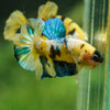 Multicolor/Galaxy Koi Plakat -16 weeks Old