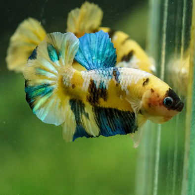 Multicolor/Galaxy Koi Plakat -16 weeks Old