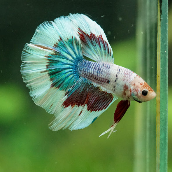 Galaxy/Candy Koi Halfmoon - 14 weeks old