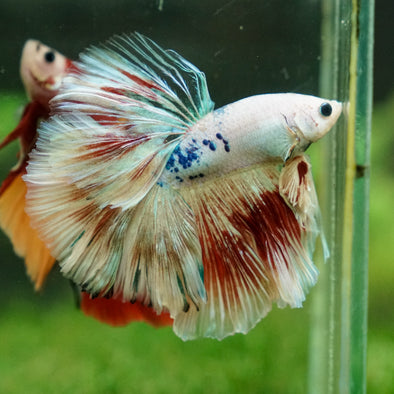 Galaxy/Candy Koi Halfmoon - 13 weeks old