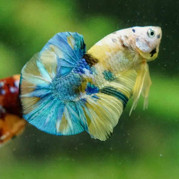 Multicolor/Galaxy Koi Plakat -16 weeks Old