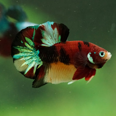 Multicolor/Galaxy Koi Plakat -16 weeks Old