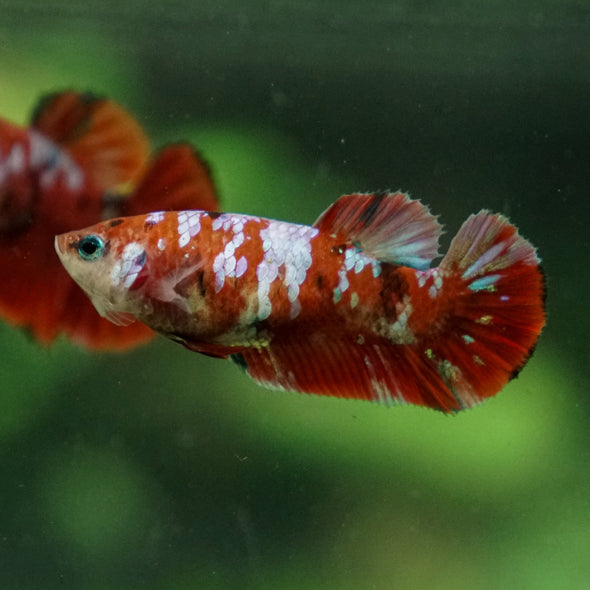 Multicolor/ Galaxy Koi Plakat- Female- 13 Weeks Old