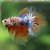 Galaxy/Candy Koi Halfmoon - 14 weeks old