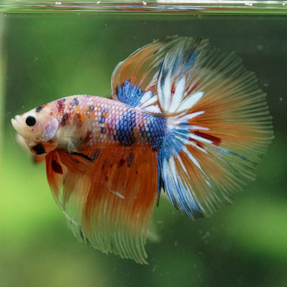 Galaxy/Candy Koi Halfmoon - 14 weeks old