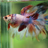 Galaxy/Candy Koi Halfmoon - 14 weeks old