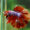 Galaxy/Candy Koi Halfmoon - 14 weeks old
