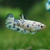 Blue/Green Dalmatian Plakat- Female