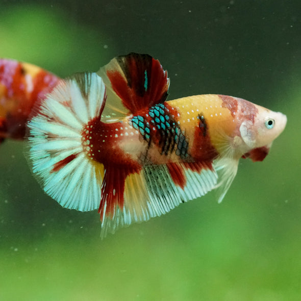 Multicolor/Galaxy Koi Plakat -16 weeks Old