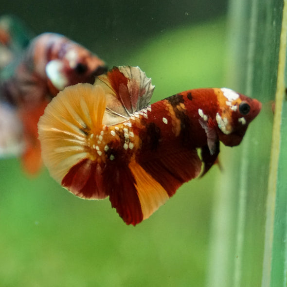 Multicolor/Galaxy Koi Plakat -13 weeks Old