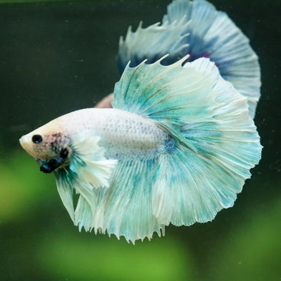 Dumbo Halfmoon - 12 weeks old