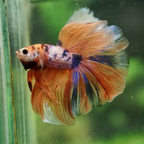 Galaxy/Candy Koi Halfmoon - 14 weeks old